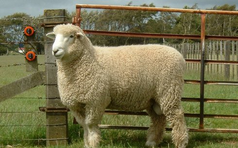 Ромни-марш порода овец (Romney marsh sheep)