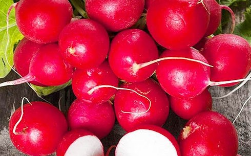Редис сорт Рондар