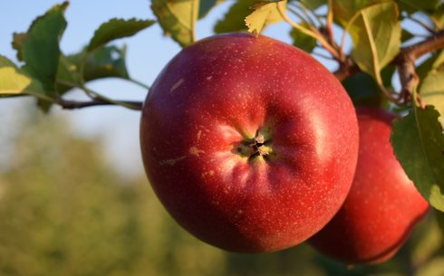 Яблоня сорт Рози Глоу