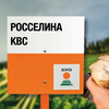 Свекла сахарная сорт РОССЕЛИНА KBC