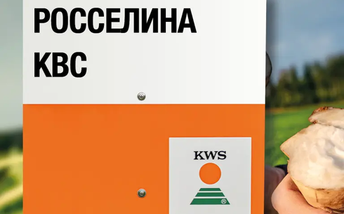 РОССЕЛИНА KBC қант қызылшасы сұрпы