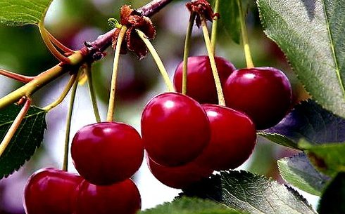 Вишня сорт Ривал