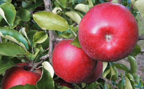 Яблоня сорт Рубинстар