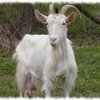 Белая Банатская порода коз (White Banat)