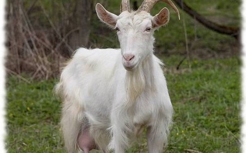 Белая Банатская порода коз (White Banat)