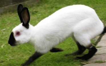 Русский горностаевый (Russian ermine)