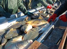 Субсидии на переработку рыбы введут в Казахстане в 2025 году