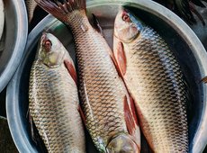 Казахстан сможет экспортировать в Азербайджан рыбу и мед