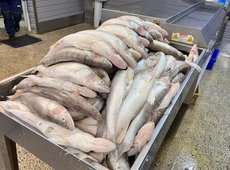 Рыбоперерабатывающий завод запустили в Кызылординской области