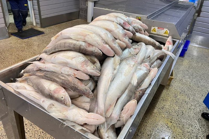 Рыбоперерабатывающий завод запустили в Кызылординской области