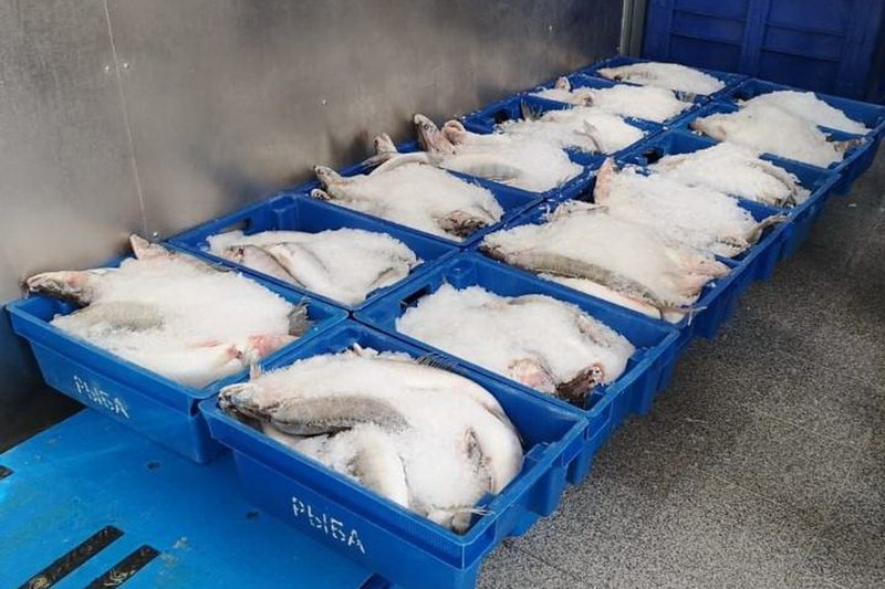 ВКО намерена в пять раз увеличить производство рыбы