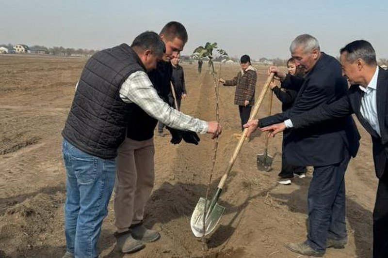Апортовый сад на 10 га заложен близ Алматы
