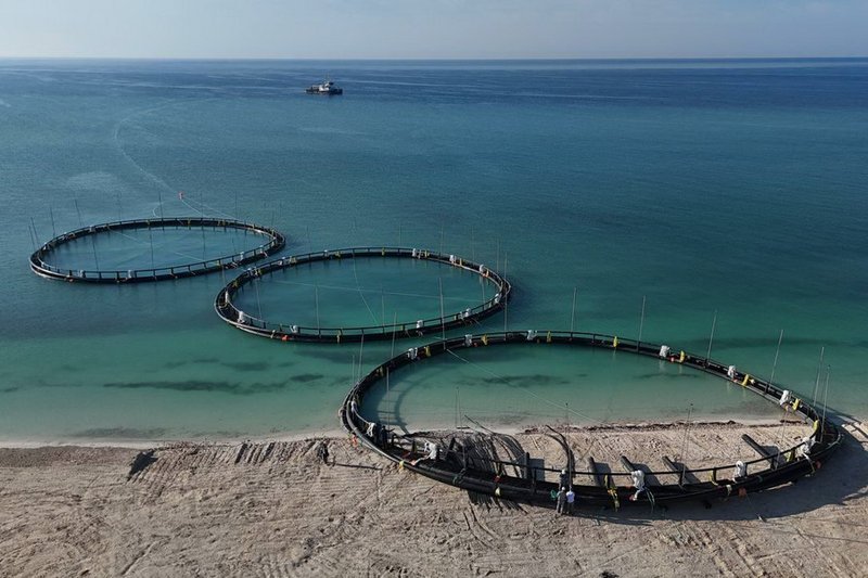 Лососевые виды рыб будут выращивать в Казахстане