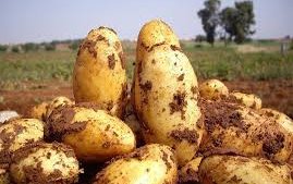 Картофель сорт Сафия