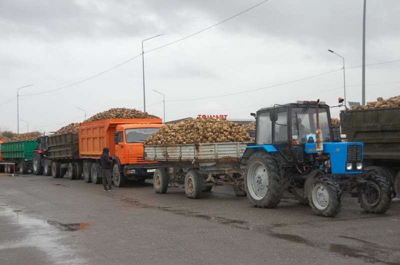 Приёмку сахарной свеклы начали два завода в Жетысу