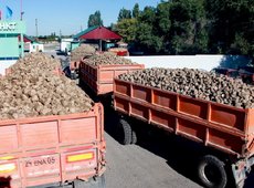 Жамбылские свекловоды разочарованы предложенной заводом ценой