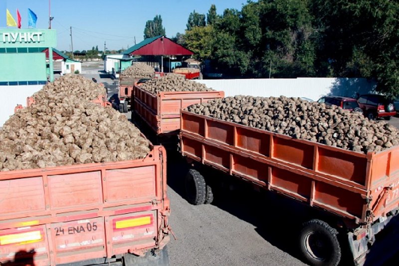 Жамбылские свекловоды разочарованы предложенной заводом ценой