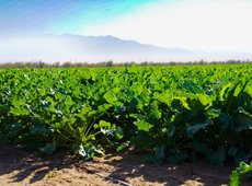 Строительство сахарного завода начато в Жамбылской области