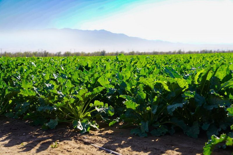 Строительство сахарного завода начато в Жамбылской области