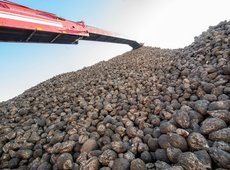 В Жетысу планируют получить 585 тыс. тонн сахарной свеклы в 2026 году