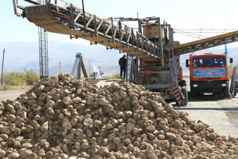 Рекордный урожай сахарной свеклы ожидают в Казахстане