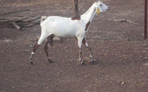 Сахель Нигерия ешкі тұқымы (Sahel)