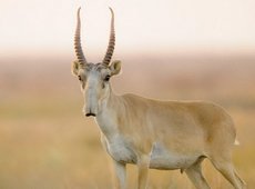 Фермеры просят застраховать сельхозполя от набегов сайгаков