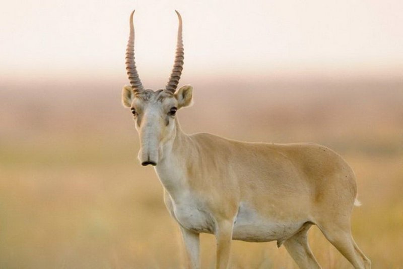 Фермеры просят застраховать сельхозполя от набегов сайгаков