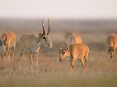 Тушенку из мяса сайги презентовали в Костанае