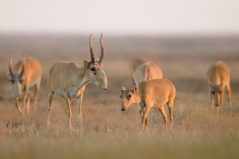 Тушенку из мяса сайги презентовали в Костанае
