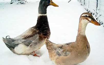 Саксонская (Saxony duck)