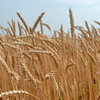 Пшеница сорта Самгау