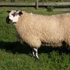 Сараджинская порода овец (Sarajin)