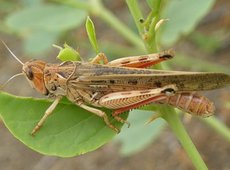 Дожди помешали проведению обработки от саранчи в двух регионах