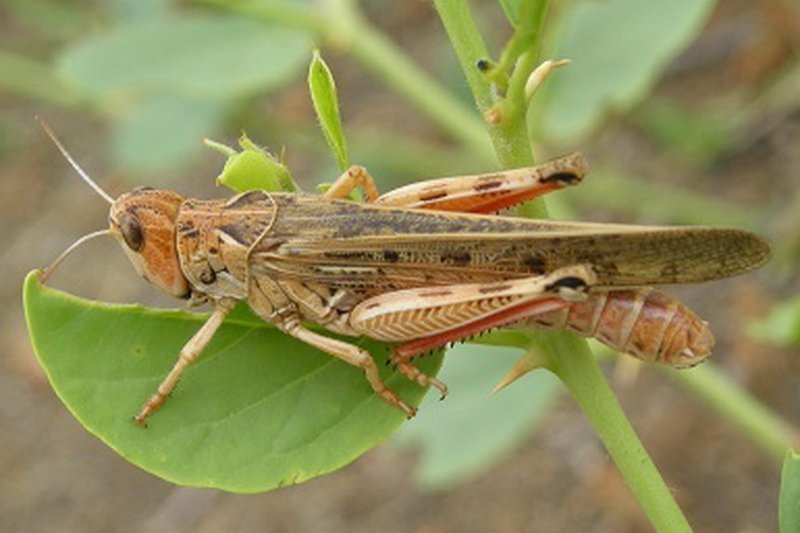 Дожди помешали проведению обработки от саранчи в двух регионах