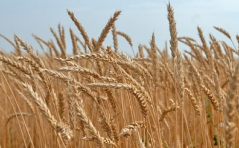 Пшеница сорта Саратовская 29