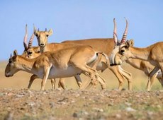 Сайгаки вытоптали более 1 тыс. га посевов в Актюбинской области