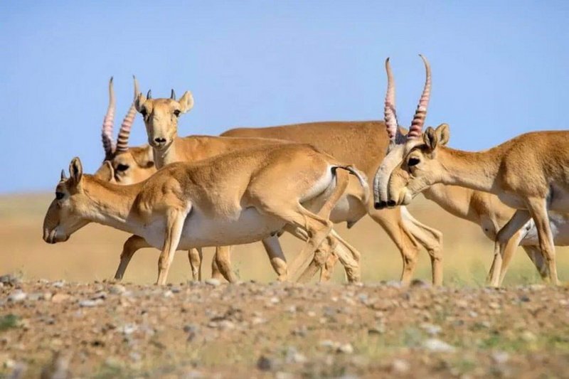 Сайгаки вытоптали более 1 тыс. га посевов в Актюбинской области