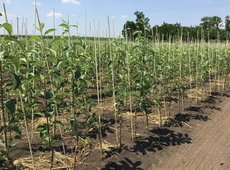 Руководители ТОО осуждены за мошенничество с субсидиями в Жамбылской области