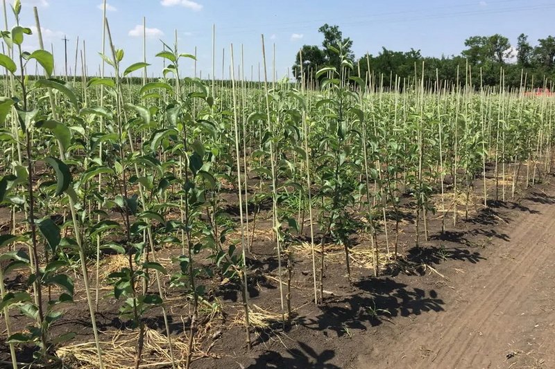 Руководители ТОО осуждены за мошенничество с субсидиями в Жамбылской области