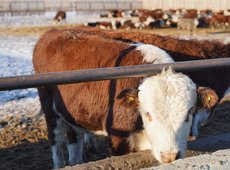 Казахстан приостановил экспорт скота и мяса из нескольких регионов России