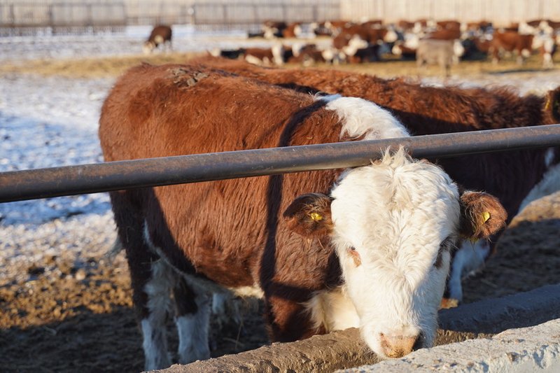 Казахстан приостановил экспорт скота и мяса из нескольких регионов России