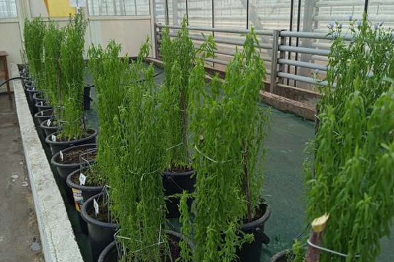 Ускоренную селекцию льна запустили ученые Казахстана