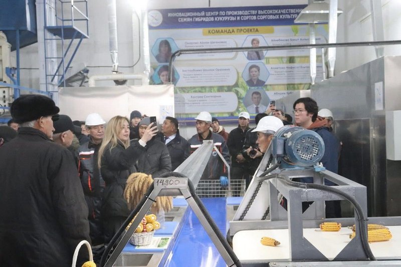Линию по сушке и сортировке семян кукурузы и сорго запустили в КазНИИЗиР