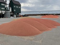 Консорциум Qazaq Tuqym создают в Казахстане