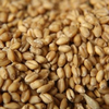 Пшеница сорта Семёновна