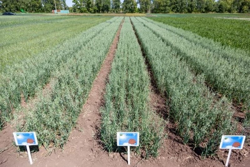 Производство семян суперэлиты более чем в 2,5 раза увеличат в Казахстане