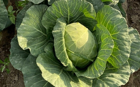 Капуста белокочанная сорт Сенна