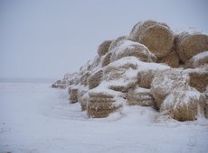 Ұлытаудағы жемшөп қорына 200 млн теңге бөлінеді