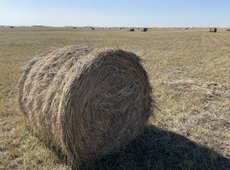 Более 27 млн тонн кормов заготовили в Казахстане